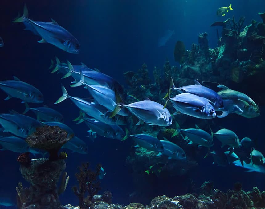 Nausicaà, le plus grand aquarium d'Europe